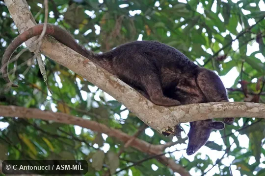 Black phase.  Also as Golden Anteater.