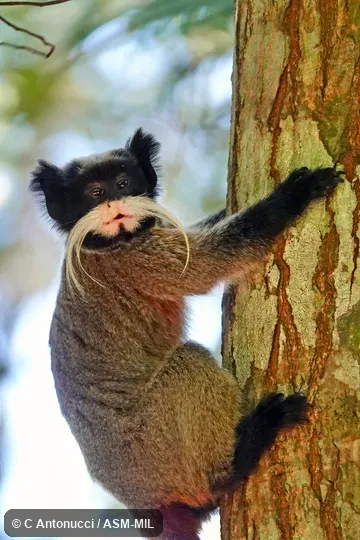 Formerly Saguinus imperator imperator.  Also as Emperor Tamarin.  Formerly Cebidae (Callitrichinae).