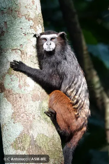 Saguinus weddellii weddellii.  Formerly Saguinus fuscicollis weddelli, Brown-mantled Tamarin and Leontocebus weddellii weddellii.  Formerly Cebidae (Callitrichinae).