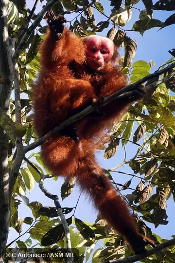 Formerly Cacajao calvus ucayalii, Bald Uacari.  Also as Peruvian Red Bald-headed Uacari · Ucayali Bald Uakari · Ucayali Bald-headed Uacari.
