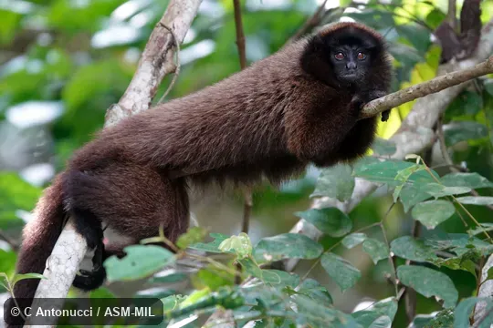 Formerly Callicebus brunneus.  Also as Brown Titi Monkey.
