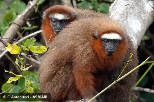 Formerly Callicebus dubius or Plecturocebus dubius, Doubtful Titi.  Also as Booted Titi|Hershkovitz's Tit|Dubious Titi.