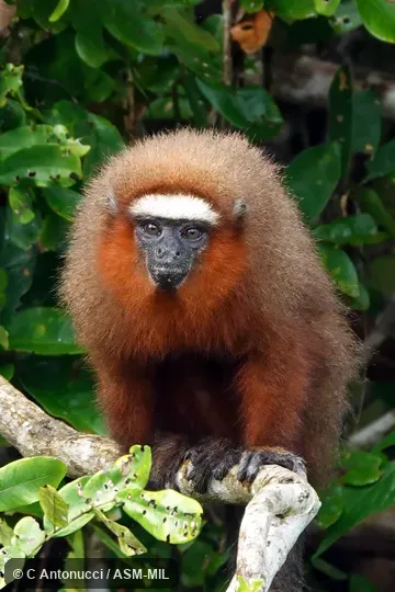 Formerly Callicebus dubius or Plecturocebus dubius, Doubtful Titi.  Also as Booted Titi, Hershkovitz's Tit, Dubious Titi.