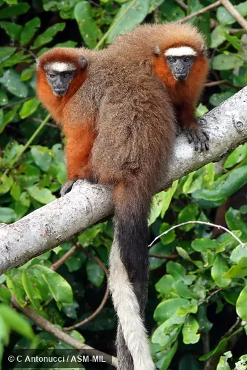 Formerly Callicebus dubius or Plecturocebus dubius, Doubtful Titi.  Also as Booted Titi, Hershkovitz's Tit, Dubious Titi.