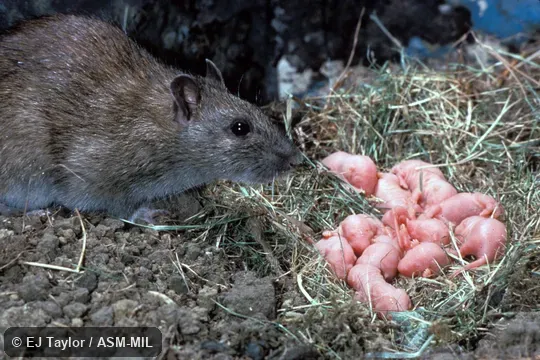 Female at nest with 11 new-born.  Also as Common Rat|Domestic Rat|Fancy Rat|Lab Rat|Norway Rat|Sewer Rat.