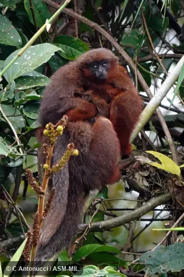 Formerly Callicebus cupreus.