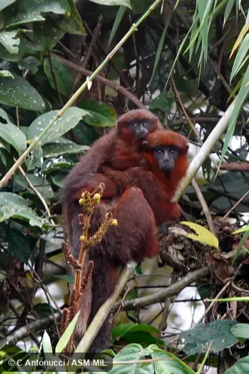 Formerly Callicebus cupreus.