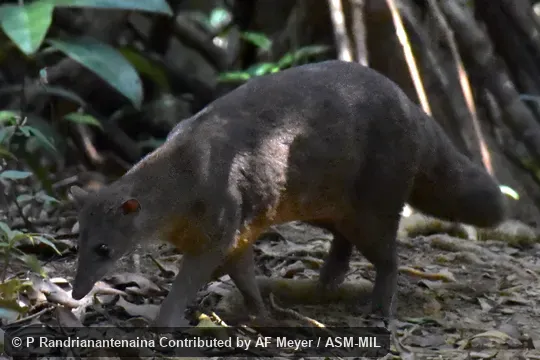 Eupleres goudotii goudotii.  Also as Fanaloka · Ridarida · Amboa Laolo.