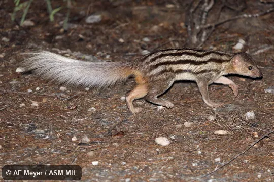 Galidictis fasciata grandidieri.  Formerly Galidictis grandidieri, Grandidier's Mongoose.  Also as Broad-striped Malagasy Mongoose · Vontsira Fotsy · Bakiaka Betanimena · Bakiaka Belemboka · Broad-striped Vontsira · .Grandidier's Vontsira.