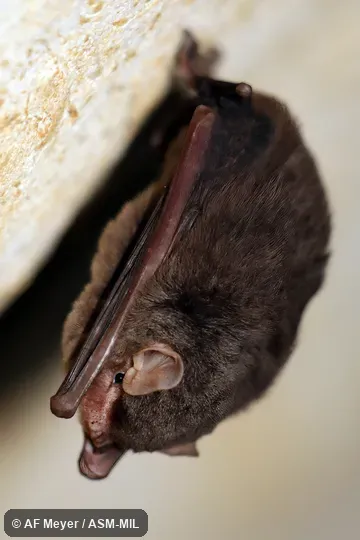Also as Aellen's Bent-winged Bat. Also as Aellen's Bent-winged Bat.