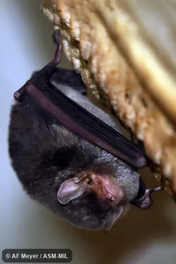 Formerly Miniopterus manavi griveaudi, Manavi Long-fingered Bat.  Also as Comoros Bent-winged Bat, Comoros Long-fingered Bat.  Formerly in Vespertilionidae.
