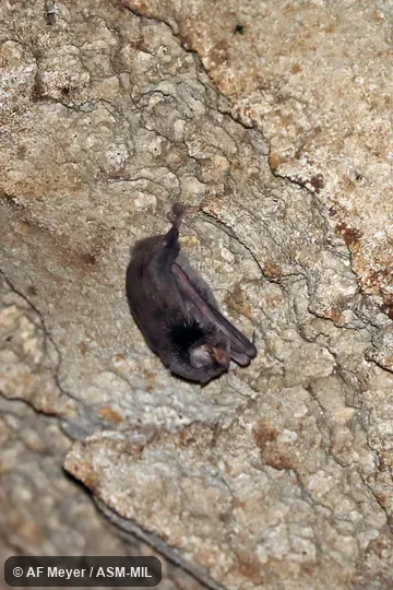 Also as Mahafaly Bent-winged Bat.  Formerly in Vespertilionidae.