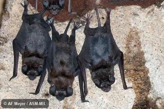 Also as Madagascar White-bellied Free-tailed Bat · White-shouldered Bat.