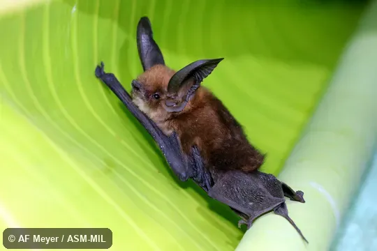 Also as Madagascar Sucker-footed Bat.