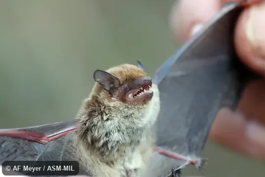 Also as Racey's Pipistrelle Bat.