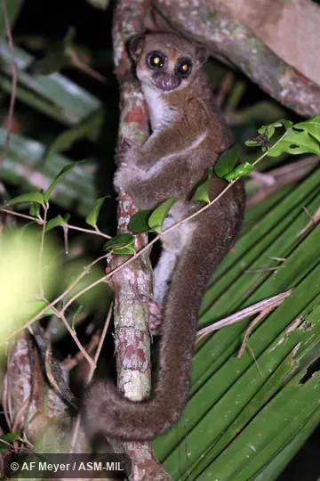 Also as Geoffroy's Dwarf Lemur
