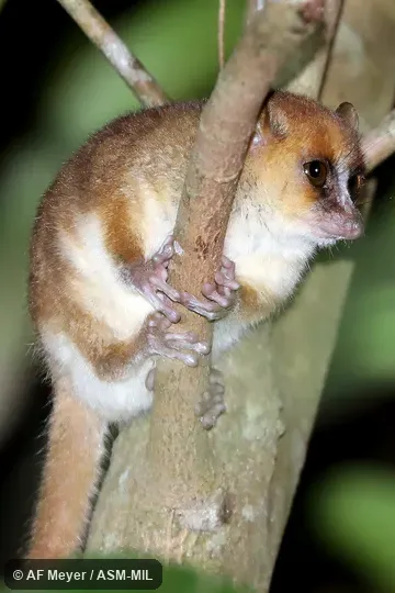 Also as Arnhold's Mouse Lemur.