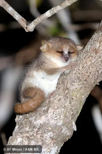 Also as Berthe's Mouse Lemur.