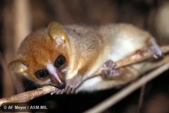 Also as Pygmy Mouse Lemur.