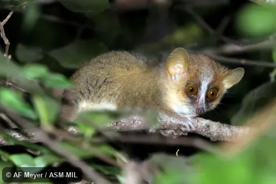 Also as Lac Ravelobe Mouse Lemur · Ravelobe Mouse Lemur · Bongolava Mouse Lemur.