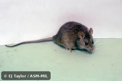 Side view.  Also as Polynesian Rat.