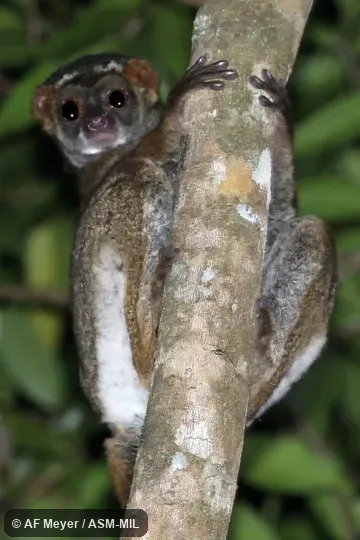 Individual of 1000974