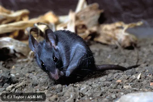 Oblique view, dark commensal form.  Also as Cairo Spiny Mouse · Egyptian Spiny Mouse · Greater Wilfred's Mouse.