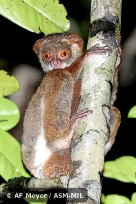 Also as Southern Avahi.