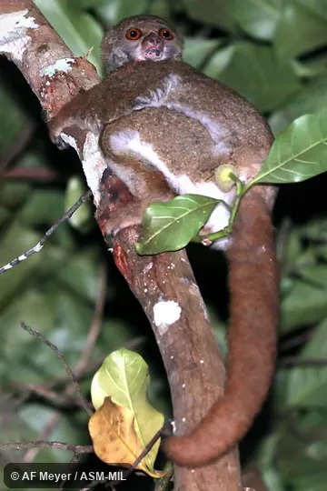 Also as Moore's Woolly Lemur.
