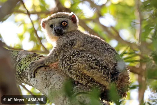 Also as Lorenz von Liburnau's Woolly Lemur · Western Avahi.