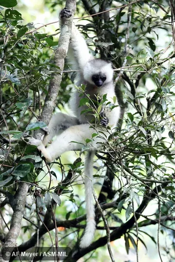 Formerly Propithecus diadema candidus, Diademed Sifaka.  Also as Silky Simpona.