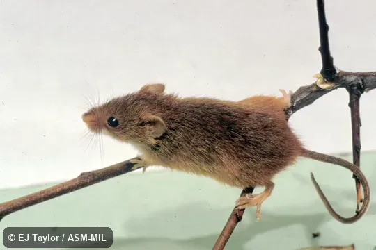 Oblique view of animal climbing.  Formerly as Harvest Mouse.