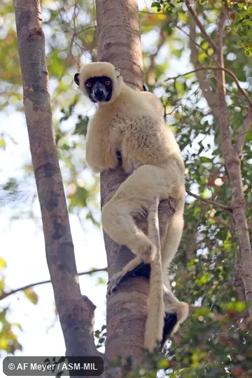 Also as Von der Decken's Sifaka.