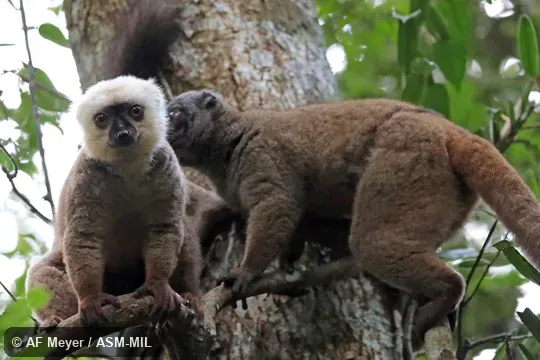 Pair; male with white head.  Also as White-fronted Lemur, White-headed Brown Lemur, White-headed Lemur.