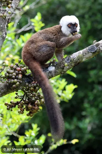 Adult male.  Also as White-fronted Lemur, White-headed Brown Lemur, White-headed Lemur.
