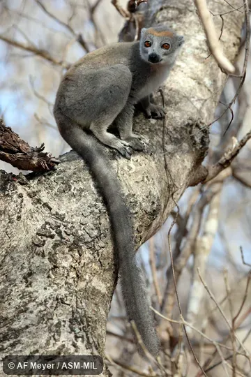 Adult female.