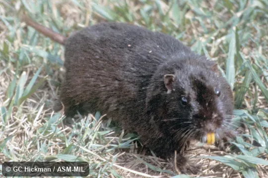 Oblique view showing upper incisors.  Also as Cururo|Guanque.