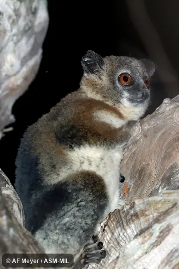 Individual of 1001029
