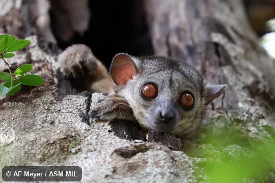 Also as Randrianasolo's Sportive Lemur.