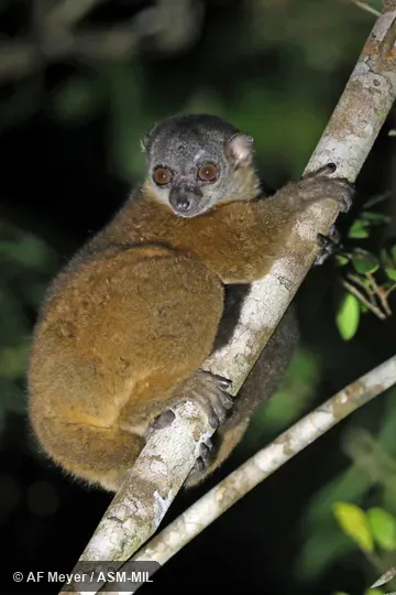 Also as Scott's Sportive Lemur. Also as Scott's Sportive Lemur.