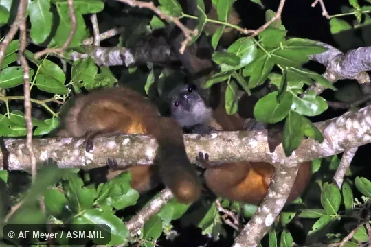 Also as Anjanaharibe-Sud Sportive Lemur.