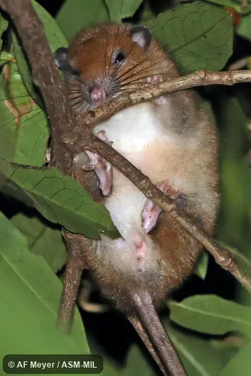 Also as White-tailed Antsangy.
