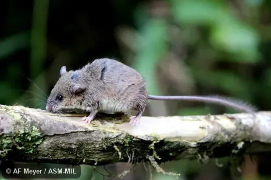 Also as Lesser Tuft-tailed Rat.