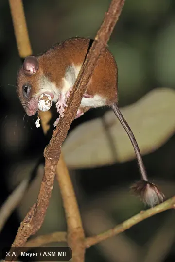 Also as Webb's Tuft-tailed Rat.