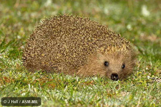 Formerly Erinaceomorpha.  Also as Eastern European Hedgehog.