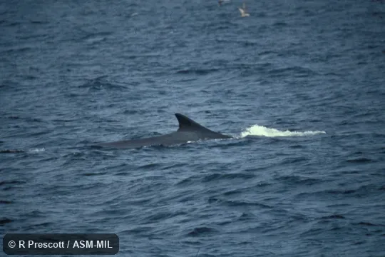 Side view of dorsal fin.  Formerly in order Cetacea.  Also as Common Rorqual|Finback|Fin-backed Whale|Finner|Herring Whale|Razorback.