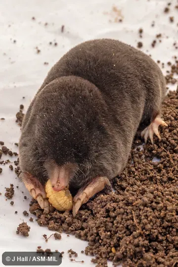 Formerly part of either Talpa levantis, Levant Mole, or Talpa caeca, Blind Mole.  Formerly Soricomorpha.