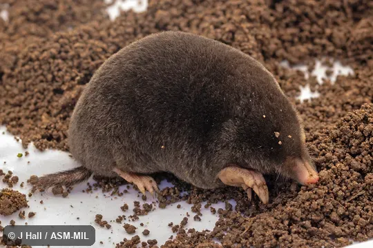 Formerly part of either Talpa levantis, Levant Mole, or Talpa caeca, Blind Mole.  Formerly Soricomorpha.
