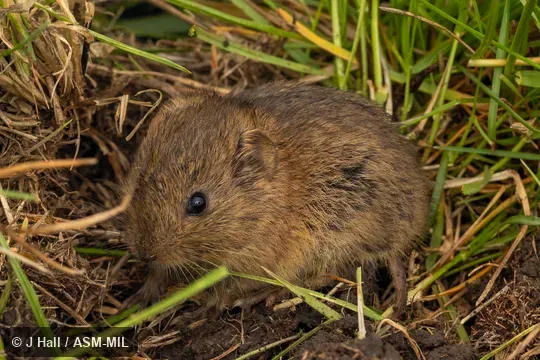Formerly part of Microtus guentheri, Guenther's Vole.