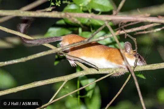 Also as Hatt's Vesper Mouse · Hatt's Vesper Rat · Yucatan Vesper Mouse · Yucatan Vesper Rat.